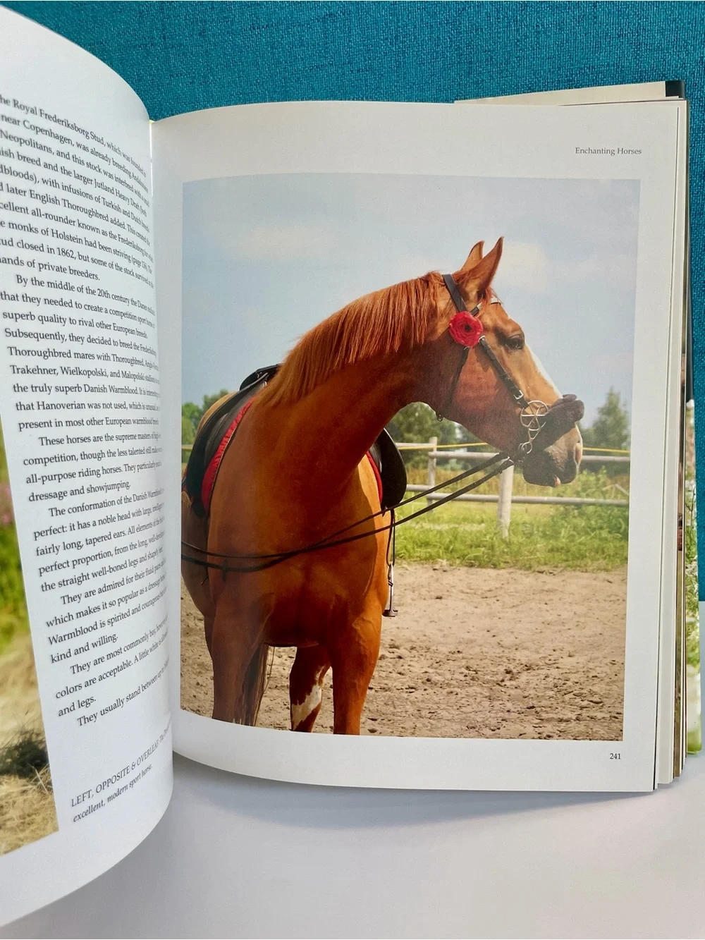 Enchanting Horses by Jennifer Anderson Hardcover book